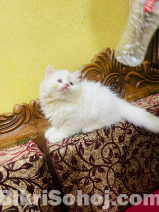 Traditional Persian female Cat